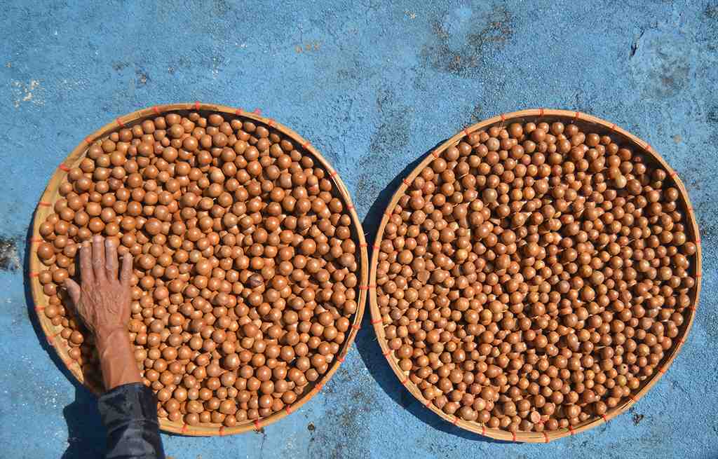 BUDIDAYA KACANG MACADAMIA