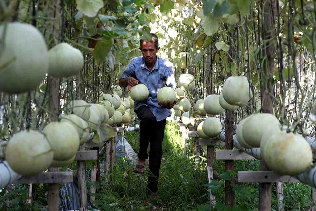 BUDI DAYA MELON POLA TANAM HIDROPONIK