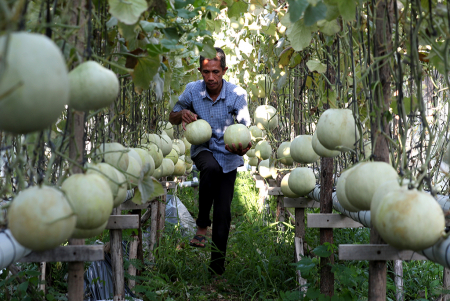 BUDI DAYA MELON POLA TANAM HIDROPONIK