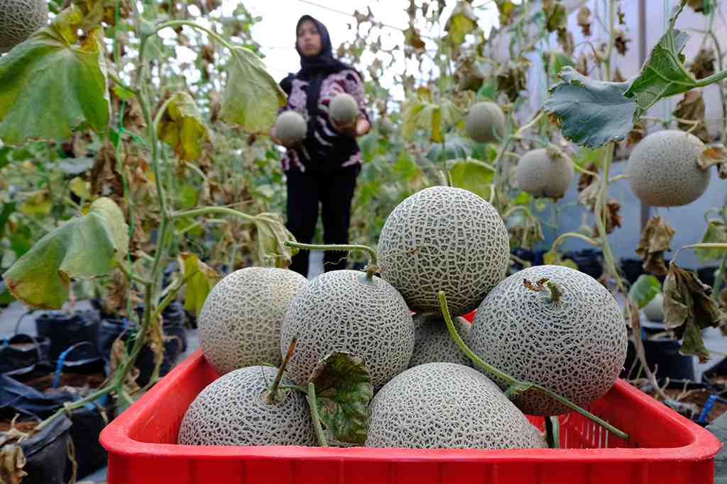 BUDI DAYA BUAH MELON HIDROPONIK