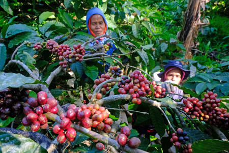 HARGA KOPI ROBUSTA TERMAHAL