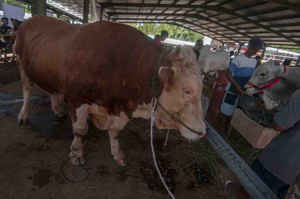 KONTES SAPI DI BOYOLALI
