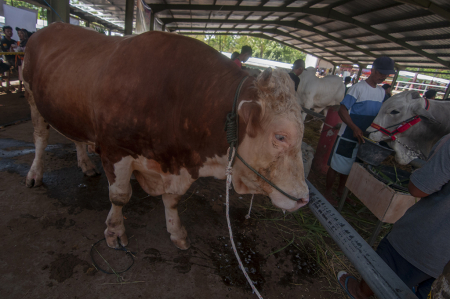KONTES SAPI DI BOYOLALI