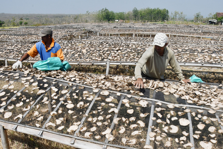 PANEN PORANG DI MADIUN