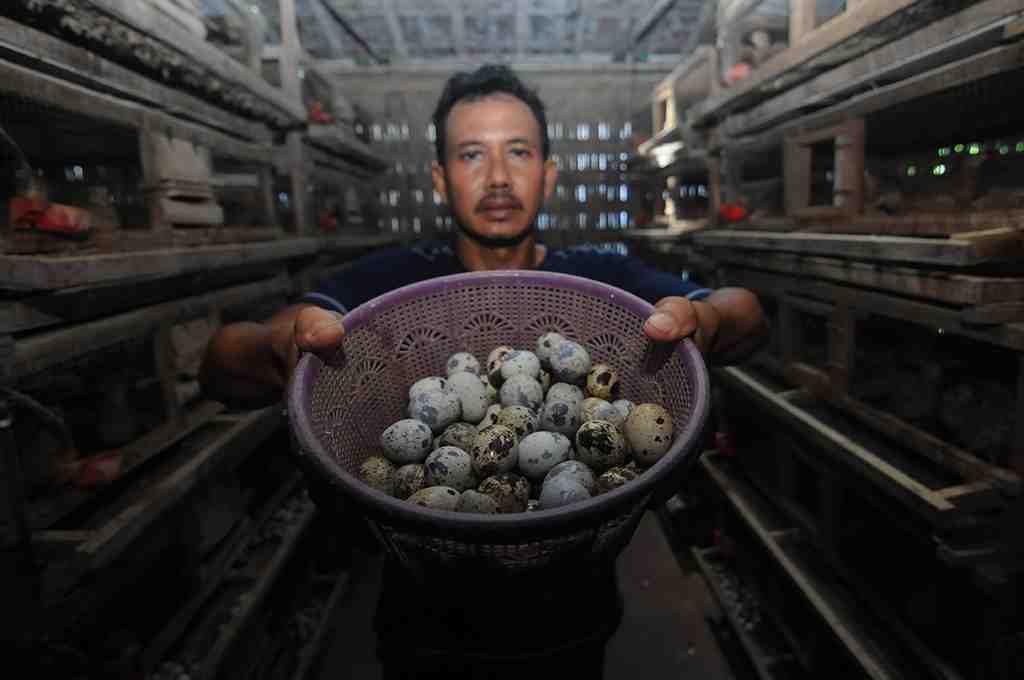 PANEN TELUR BURUNG PUYUH DI BOYOLALI