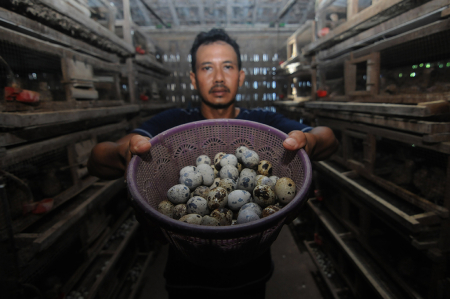 PANEN TELUR BURUNG PUYUH DI BOYOLALI