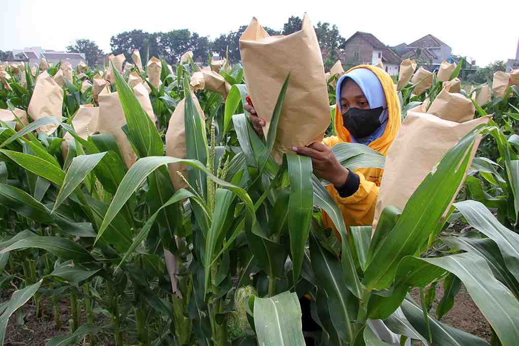 PENYERBUKAN SILANG BUATAN JAGUNG DI JOMBANG