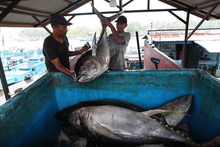 POTENSI PENGEMBANGAN BUDIDAYA TUNA