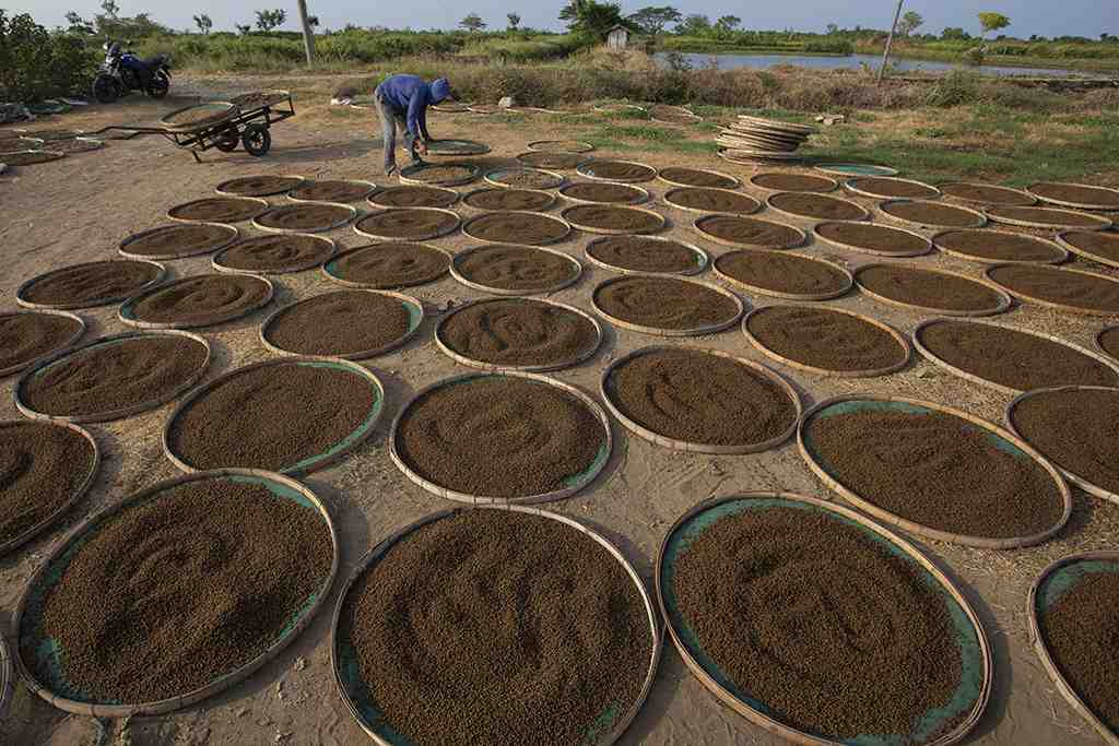 PRODUKSI PAKAN IKAN SECARA MANDIRI