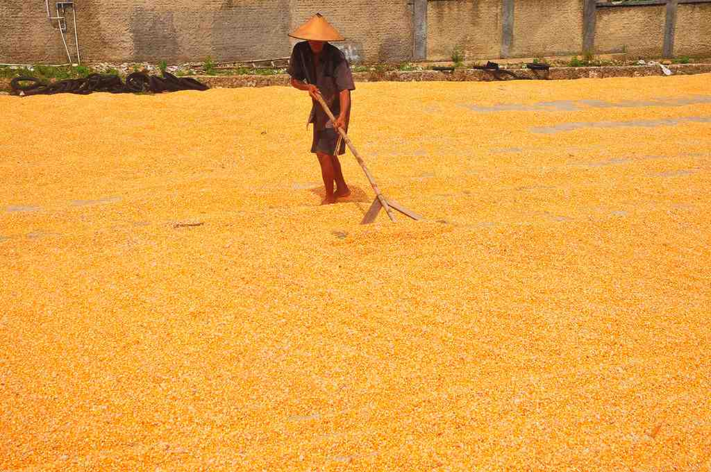 TARGET PRODUKSI JAGUNG 2024
