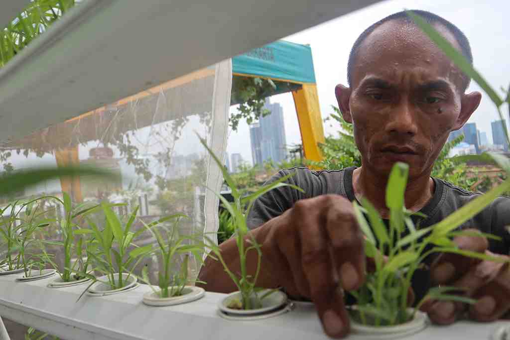 DKI JAKARTA GENCARKAN URBAN FARMING