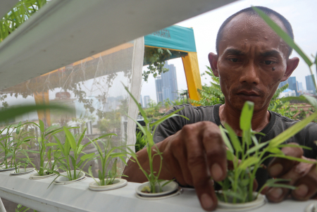 DKI JAKARTA GENCARKAN URBAN FARMING