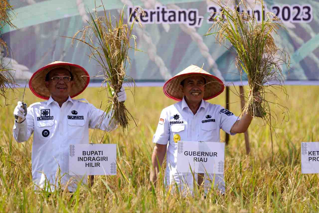 PANEN RAYA DI INDRAGIRI HILIR