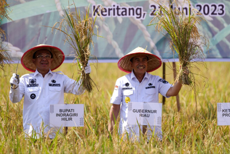 PANEN RAYA DI INDRAGIRI HILIR
