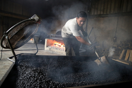 PENGOLAHAN KOPI ROBUSTA SECARA TRADISIONAL