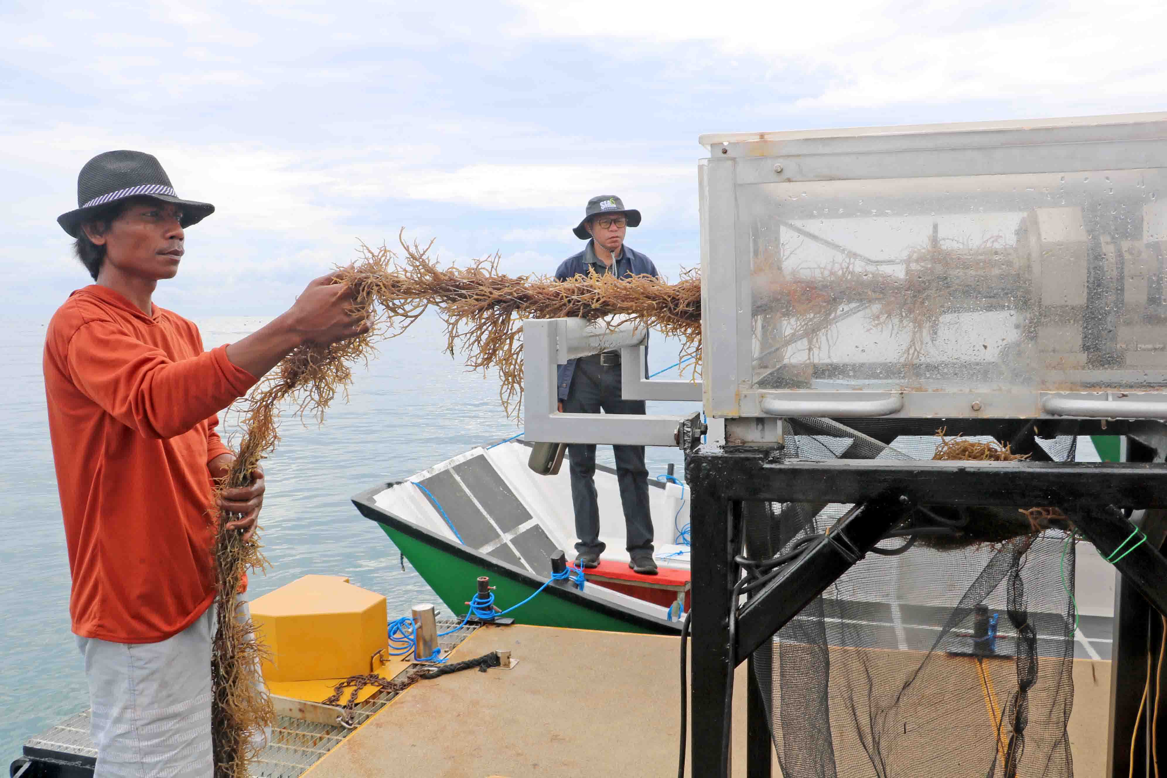BUDIDAYA RUMPUT LAUT