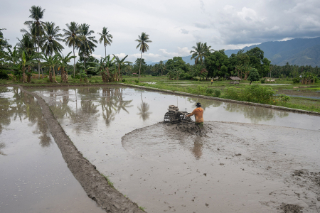 PERSIAPAN TANAM PADI DI SIGI