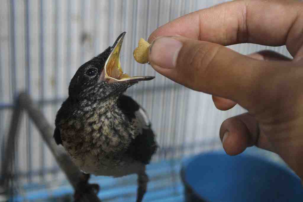 BUDI DAYA BURUNG KICAU DI NGAWI