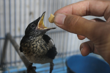 BUDI DAYA BURUNG KICAU DI NGAWI