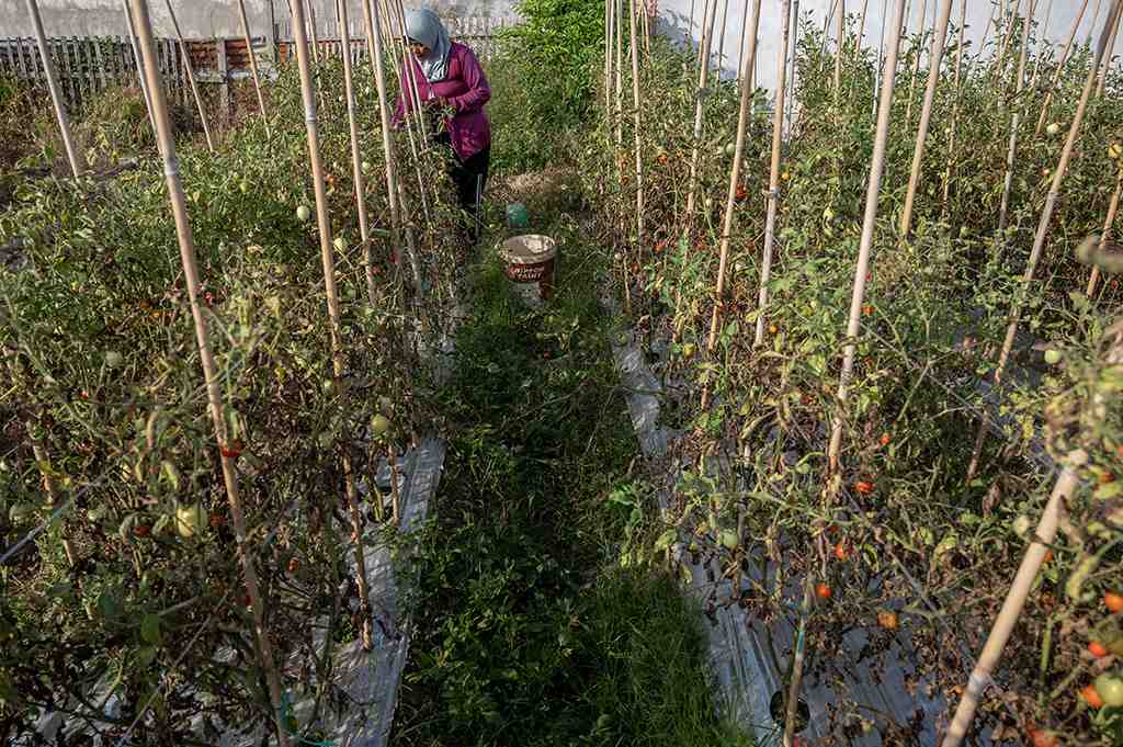 PETANI DIUNTUNGKAN DENGAN  KENAIKAN HARGA TOMAT