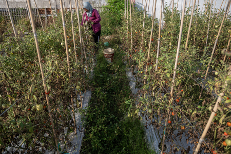 PETANI DIUNTUNGKAN DENGAN  KENAIKAN HARGA TOMAT