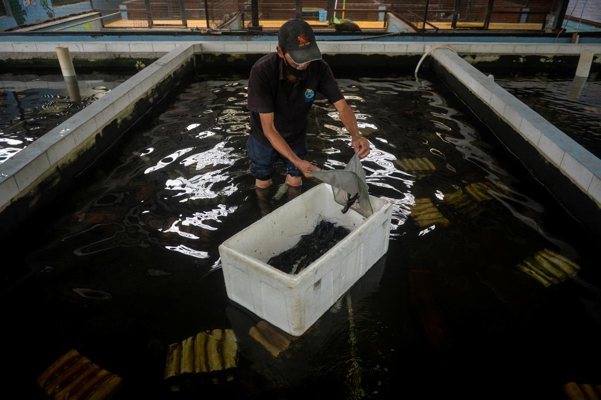 TARGET PRODUKSI LOBSTER BUDI DAYA 2026