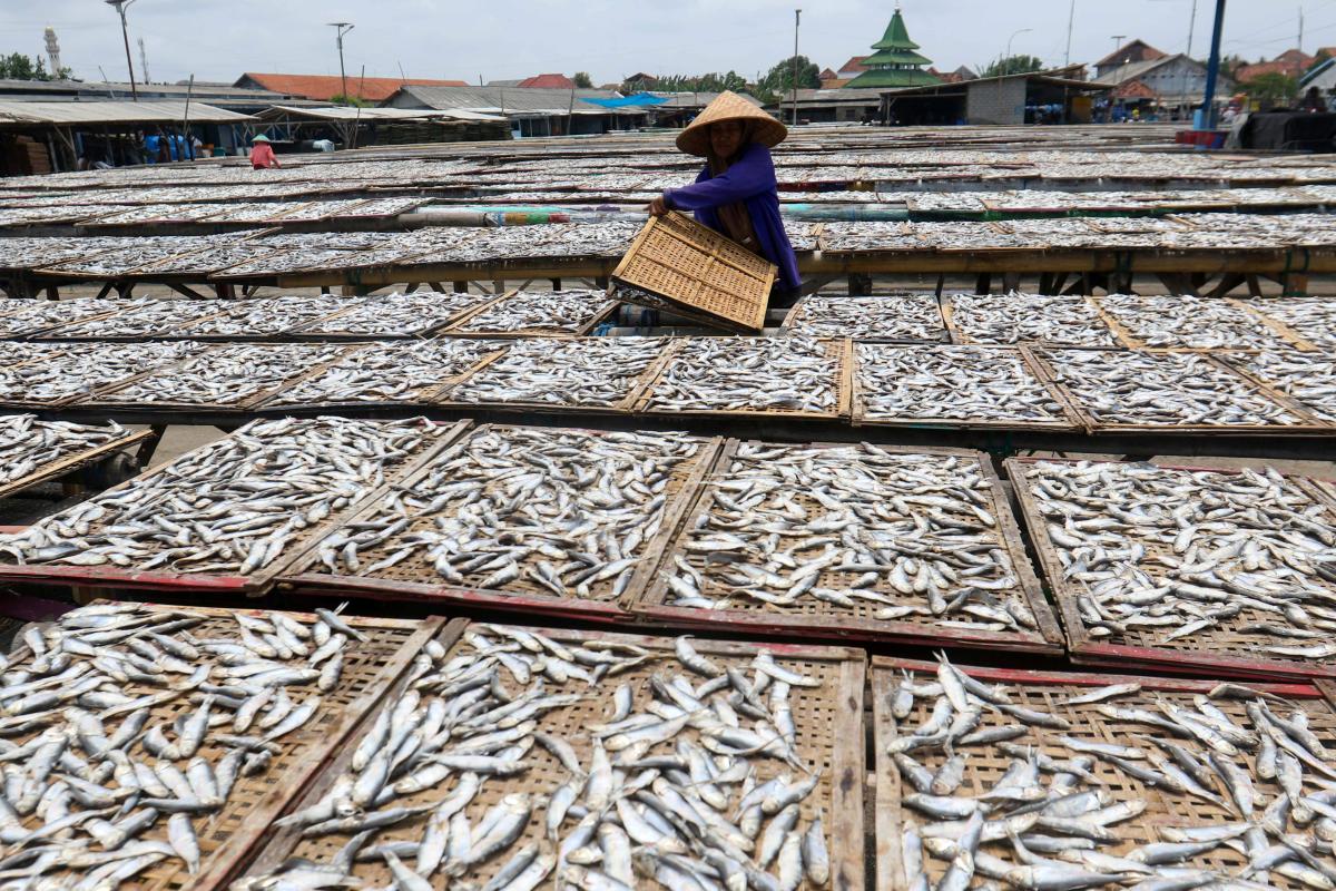 PRODUKSI IKAN ASIN DI BANYUWANGI