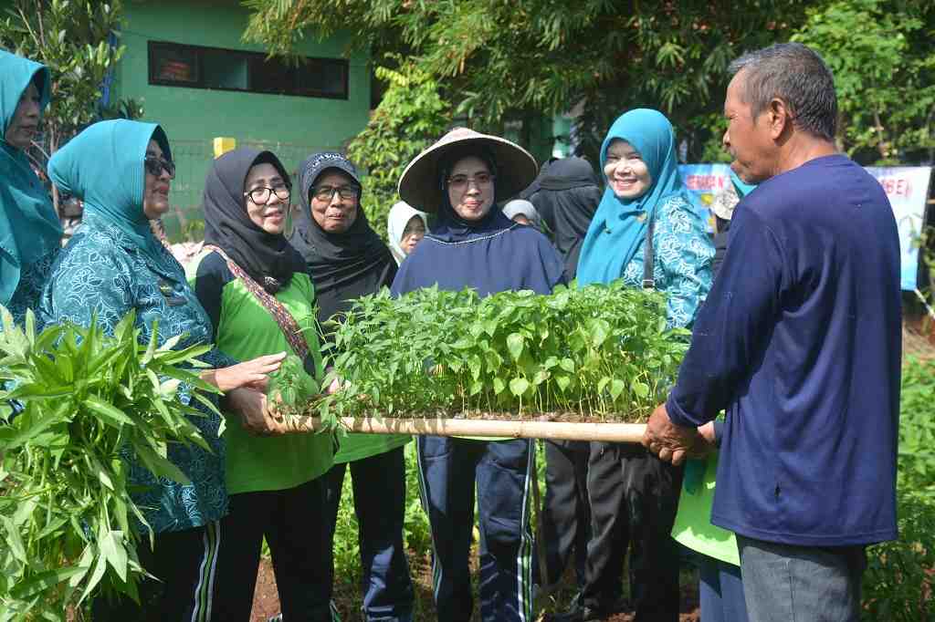 SERAHKAN BIBIT CABAI