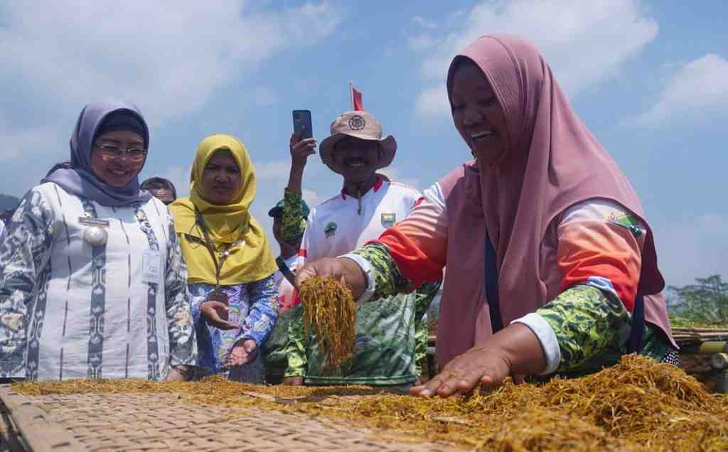 KERINGKAN TEMBAKAU