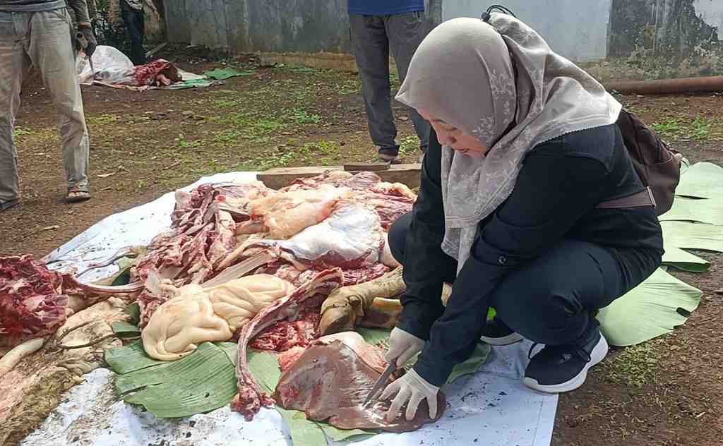 SIDAK PENYEMBELIHAN HEWAN KURBAN