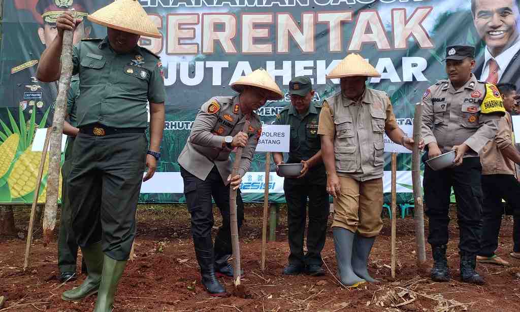 TANAM BIBIT JAGUNG