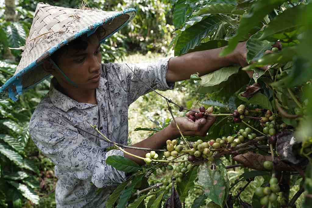 PANEN KOPI LOKAL TOLAKI DI SULTRA