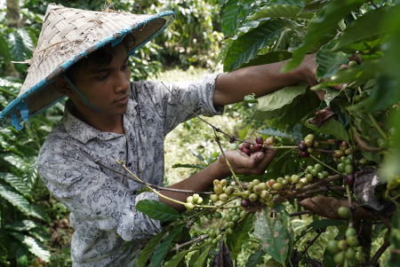 PANEN KOPI LOKAL TOLAKI DI SULTRA