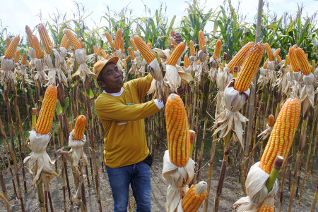 PANEN JAGUNG BIOTEKNOLOGI PERTAMA DI INDONESIA