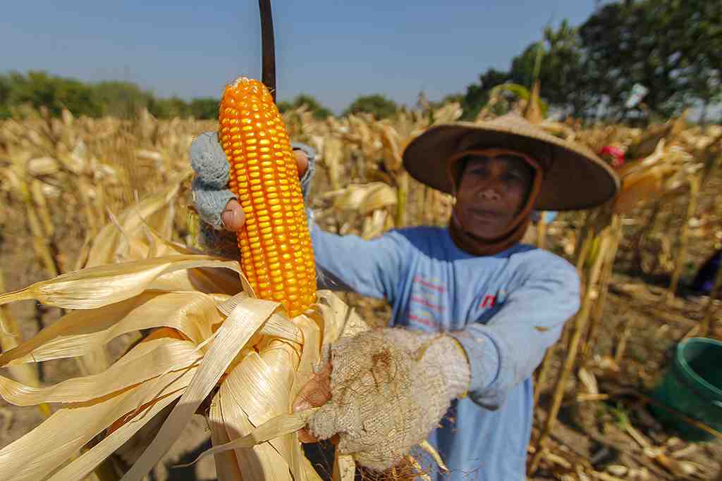 PANEN JAGUNG DI BOJONEGORO