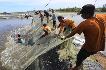 BUDI DAYA UDANG VANAME DI ACEH