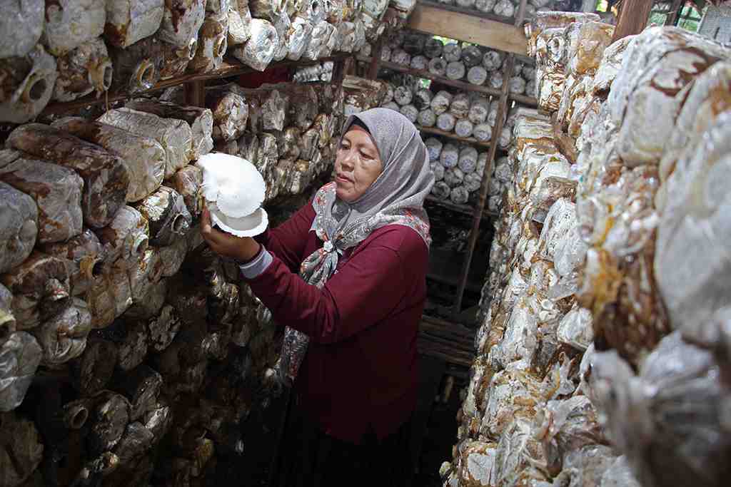 BRGM MEMBERDAYAKAN WANITA MELALUI BUDIDAYA JAMUR TIRAM