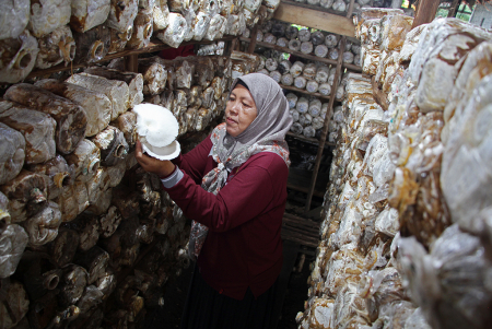 BRGM MEMBERDAYAKAN WANITA MELALUI BUDIDAYA JAMUR TIRAM