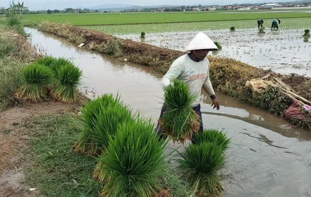 BAWA BIBIT PADI