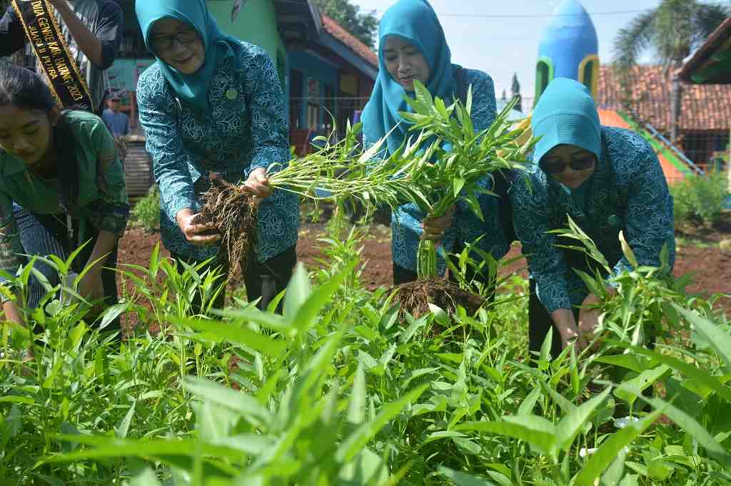 PANEN KANGKUNG