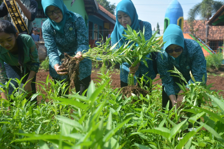 PANEN KANGKUNG