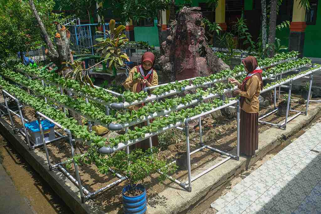 PEKARANGAN SEKOLAH JADI LAHAN PERTANIAN