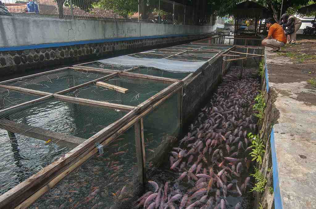 ALIRAN SUNGAI UNTUK BUDI DAYA IKAN