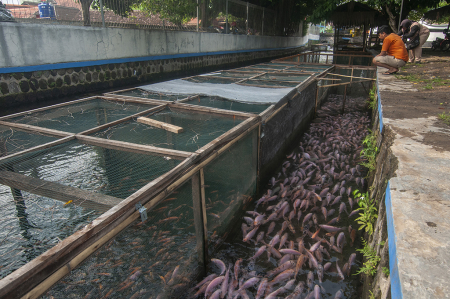 ALIRAN SUNGAI UNTUK BUDI DAYA IKAN