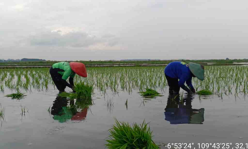 OPTIMALKAN LAHAN TERDAMPAK ROB