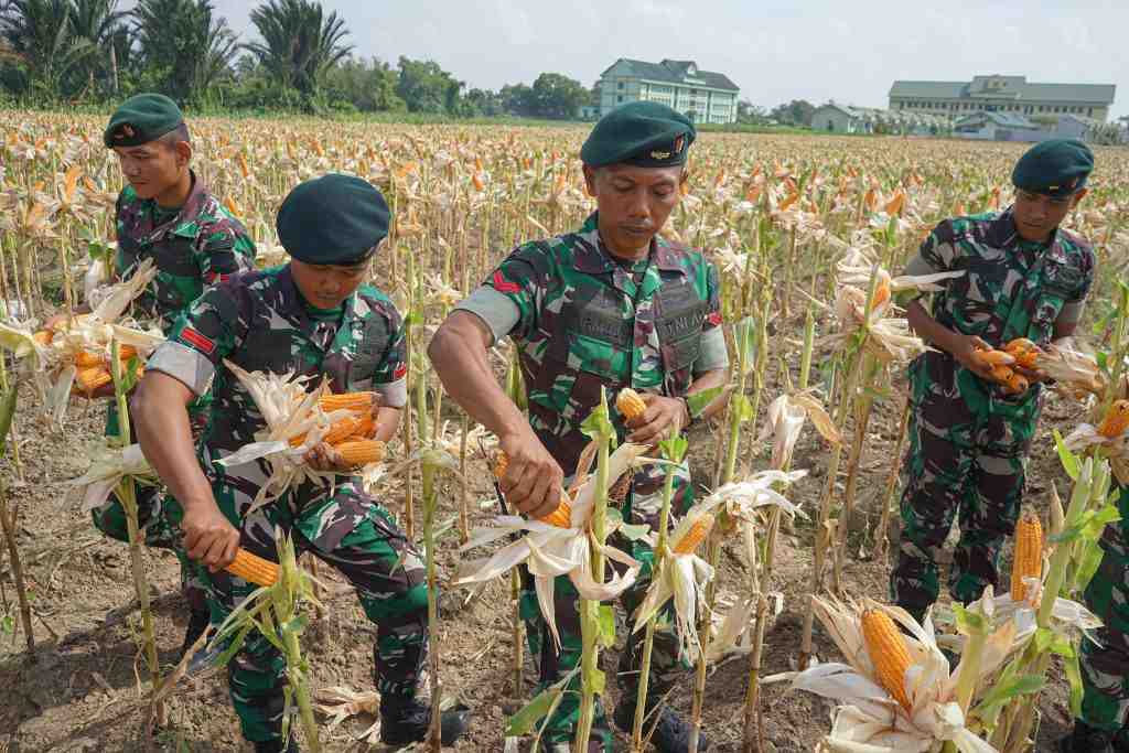 PANEN RAYA JAGUNG DI ACEH