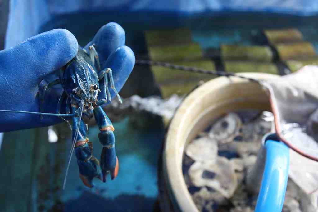 BUDIDAYA LOBSTER CAPIT MERAH