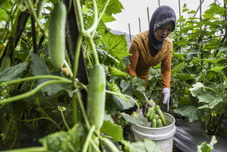 PANEN TIMUN DI SUKABUMI