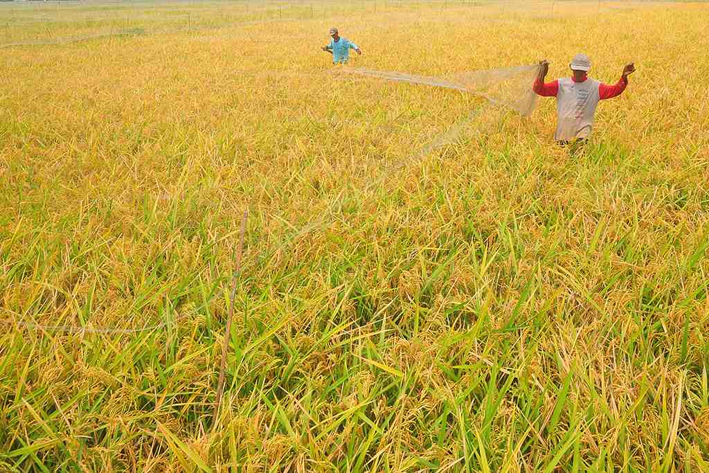 TAMBAHAN PRODUKSI BERAS 2023