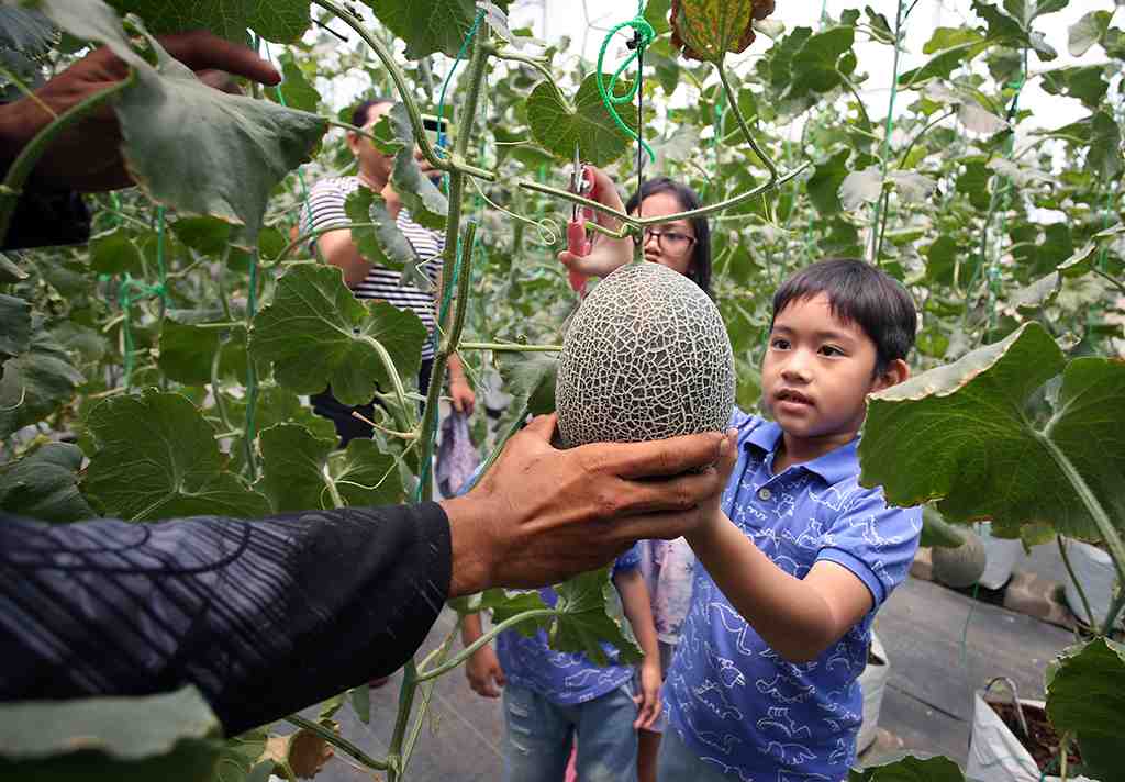 WISATA AGRO PETIK BUAH MELON DI TANGERANG